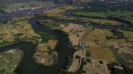 Farmers Harvesting late rice In Nanning, Guangxi, China