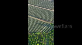 Footage Of Pitaya Planting Base in Baise City, China