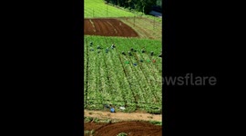Autumn Farming In Nanning, Guangxi, China