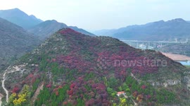 Autumn Red Leaf Bloom In Weifang, Shandong, China