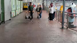 Park Keeper chases away 4 grey crowned crane to avoid kid-goers being attacked