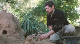 Target training with meerkats is an adorable sight to see