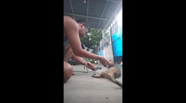 After being fed and cleaned, this cat is dried and warmed using a hairdryer