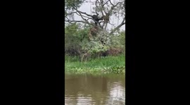 A hunting jaguar missed its caiman prey despite diving on top of it from a four-metre-tall tree