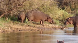 Brave hippo mum defends her baby from obnoxious male