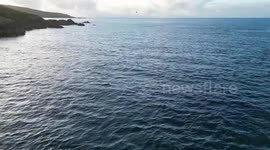 Drone footage shows bluefin tuna school feeding frenzy off the coast of Britain