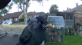 Mr Jackdaw daily visit to our garden deep in the heart of middle England.