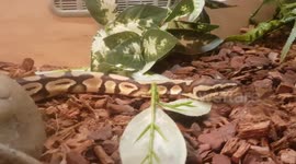 Riticulated Python Snake slithers around as it looked about its house