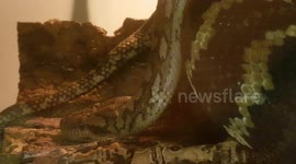 Carpet Python Snake had a muscular body and is a strong powerful animal