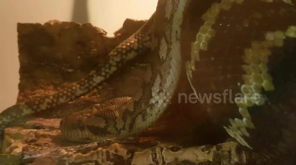 Carpet Python Snake had a muscular body and is a strong powerful animal ...