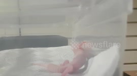 New born baby Gheko Lizard was still bright pink in colour as its not that old