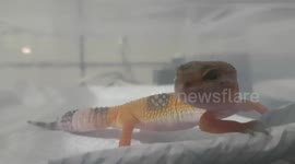 Leopard Gheko Lizard reptile animal was moving about in its new home