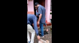 Cute puppy in my friend house