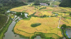 Aerial Footage Of Farmland Harvest In Baise CIty, China