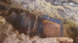 The cobalt blue tarantula spider was bright colours and really stood out well