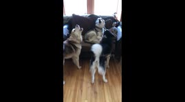 Our Three Alaskan Malamutes burst out in a Howling Early Morning Chorus