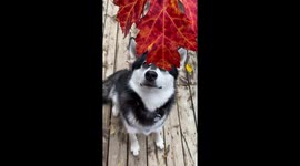Alaskan Malamute Dotty explores the flavours of autumn when I introduced a red maple leaf she was eager to taste it