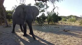 Elephant charges couple having lunch and kicks dust at them