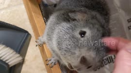 Guinea pig on strict lettuce, cucumber, celery and spinach diet because of rare case of diabetes