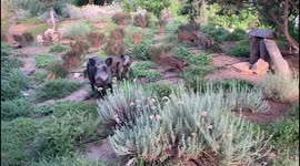 Cute wild boars in Sardinia Italy