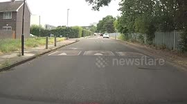 A squirrel and a magpie are having lunch in the middle of the road, the car driver uses the horn for a long time but has to stop as the animal won't move