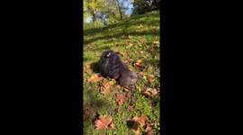 Lion escapes from the zoo and they find him next to the playground