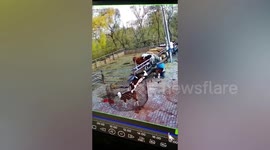 Calf attempting to escape cage ends up freeing its companion