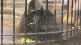 Zoo owners 'will only release world's saddest gorilla for $780k'