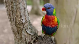 Meet the birds that are known as the jewels of the Australian skies
