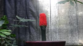 Red Amorphophallus Titanum First Time To Bear Fruit in Beijing, China