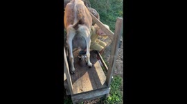 4year old girl is milking the goat
