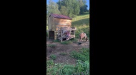 Little Ela learns how to milk a goat