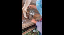 Little 4 year old girl loves to milk goats