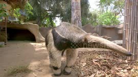 These Anteaters Eat How Many Ants and Termites Each Day?!