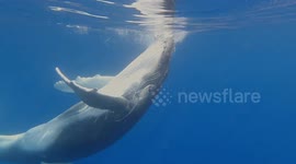 Playful and Curious Baby Humpback Whale Dances Around Swimmer in Moorea, French Polynesia