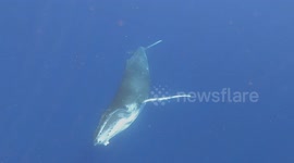 Playful and Curious Baby Humpback Whale Dances with Swimmer in Moorea, French Polynesia