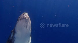 Playful and Curious Baby Humpback Whale Dances with a Group of Swimmesr in Moorea, French Polynesia