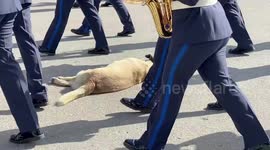 Lazy dog steals the show by taking nap in middle of noisy army drill in Greece