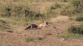 Lioness lunged at crocodile to defend her cubs and their hard-earned meal from predator