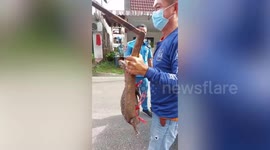 Monitor lizard running from angry villagers interrupts online vendor's livestream in Thailand
