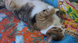 Cute cat is chilling lying on his back