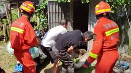 Firefighters catch 13-foot-long python rummaging around shed in China