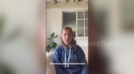 Dog behaviour expert shares how to prepare your pooch for Bonfire Night