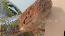 Large Python Snake moving around flicking it's toung to navigate the environment