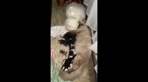 Heartwarming Persian Cat Accompanying Her Himalayan Sister Cat With Her Kitten