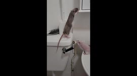 My 3 rats who are brothers having fun when monty there clumsy bbrother takes clumsiness to a new extreme
