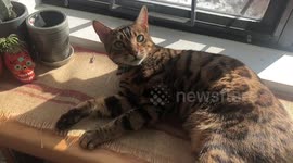 Ella the bengal shows us her SLOW MO MEOW