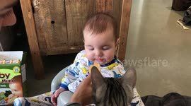 Baby Sharing his First Meal with His Big Brother the Bengal Cat