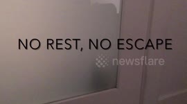 Ella the Bengal with follow her servant into every room