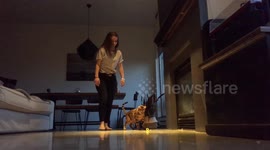 Bengal Cat Agility Challenge Dark Edition